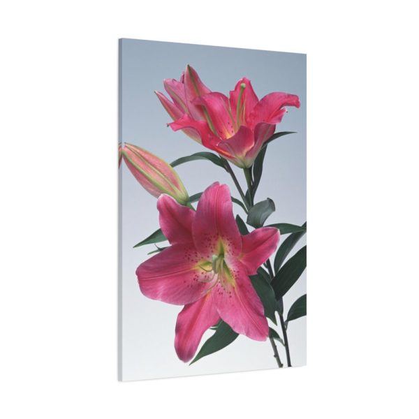 Pink Tiger Lily Standard Canvas