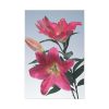 Pink Tiger Lily Standard Canvas