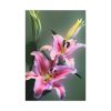 Beautiful Lily Standard Canvas