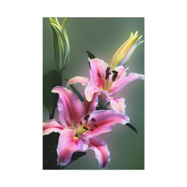 Beautiful Lily Standard Canvas
