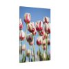 91655-56.jpg Omber Pink and White Tulips Standard Canvas