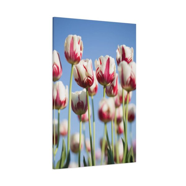 91655-56.jpg Omber Pink and White Tulips Standard Canvas