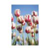 91655-57.jpg Omber Pink and White Tulips Standard Canvas
