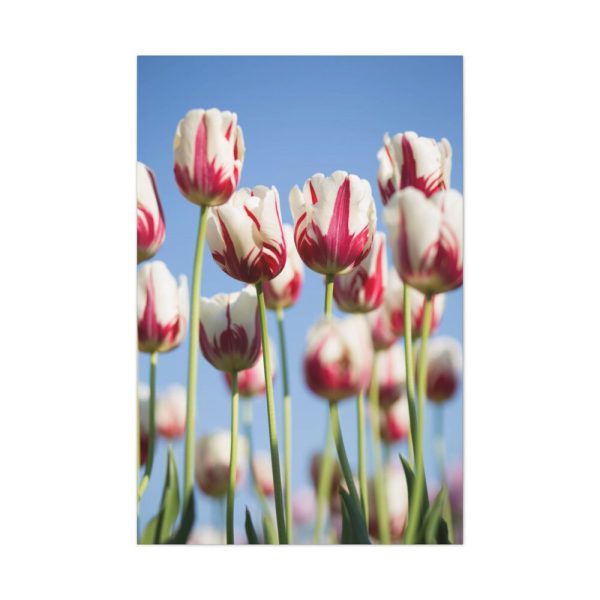 91655-57.jpg Omber Pink and White Tulips Standard Canvas