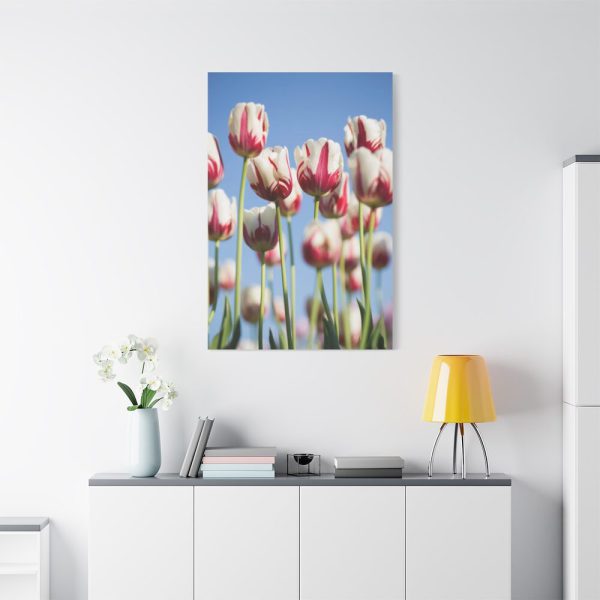91655-58.jpg Omber Pink and White Tulips Standard Canvas