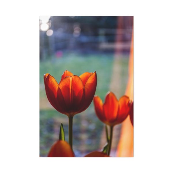 Spring Standard Canvas
