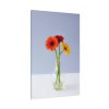 Three Daisies Standard Canvas