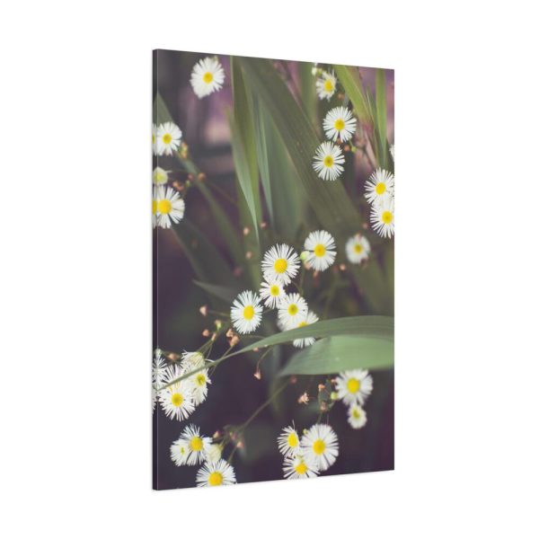 91655-78.jpg Tiny White Daisy Flowers Standard Canvas