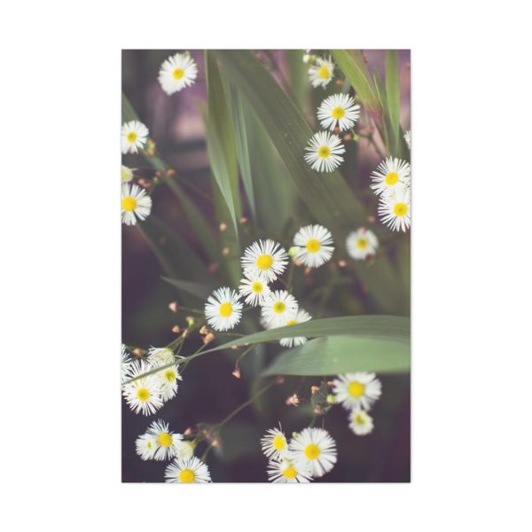 91655-79.jpg Tiny White Daisy Flowers Standard Canvas