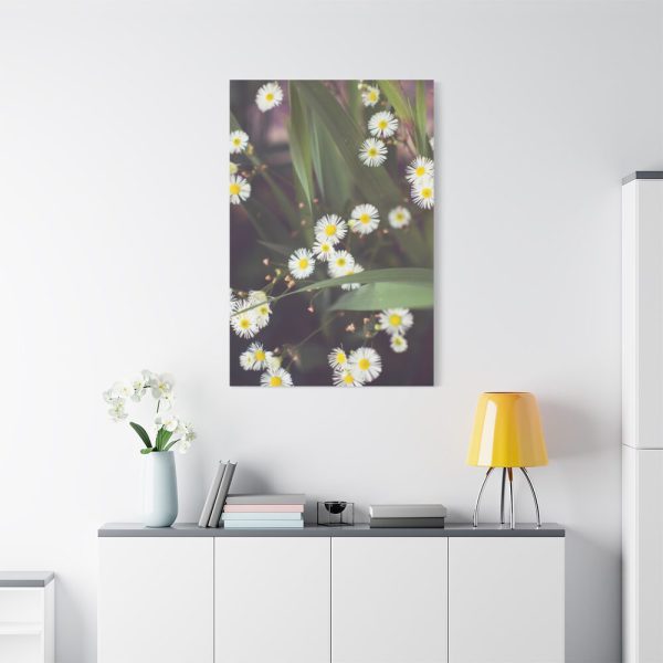 91655-80.jpg Tiny White Daisy Flowers Standard Canvas