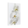 91655-93.jpg White Orchid Standard Canvas