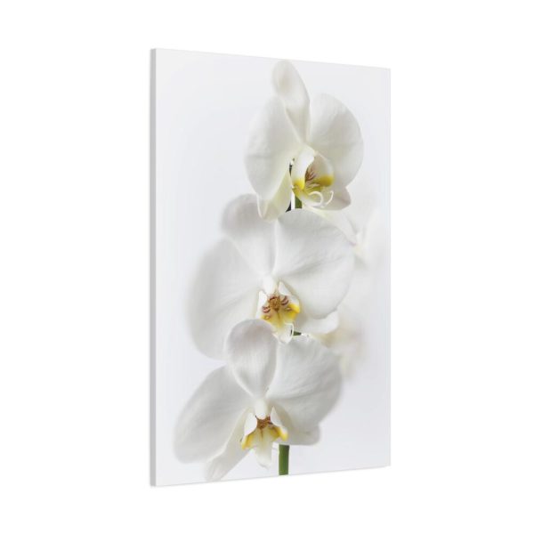 91655-93.jpg White Orchid Standard Canvas