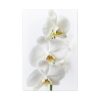 91655-94.jpg White Orchid Standard Canvas