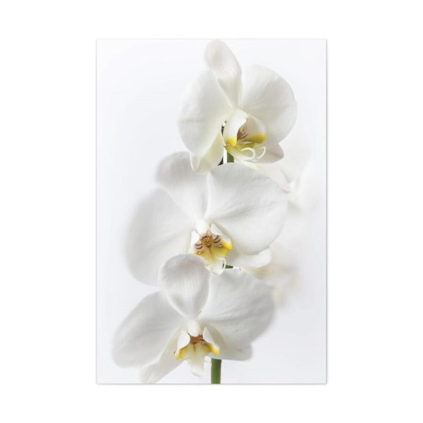 91655-94.jpg White Orchid Standard Canvas