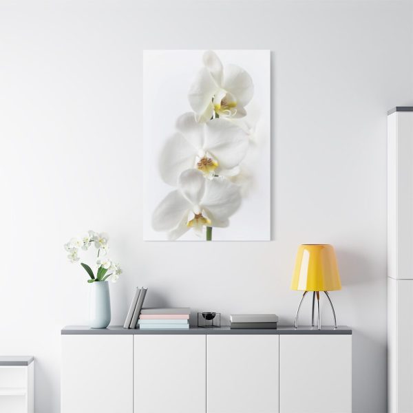 91655-95.jpg White Orchid Standard Canvas