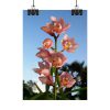 Pink Orchid Flowers Poster