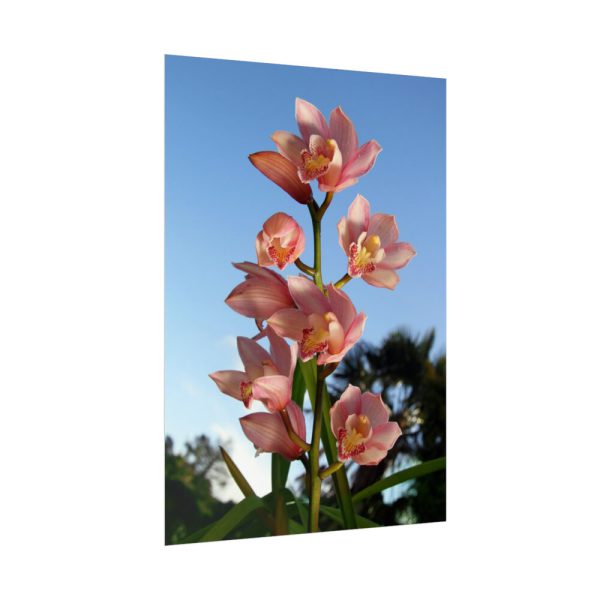 Pink Orchid Flowers Poster