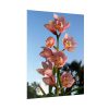 Pink Orchid Flowers Poster