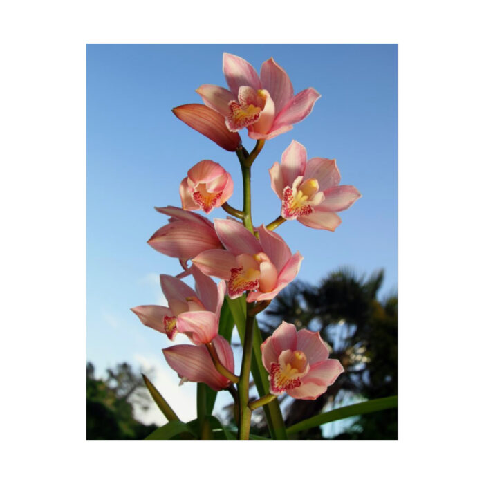 Pink Orchid Flowers Poster - Image 66