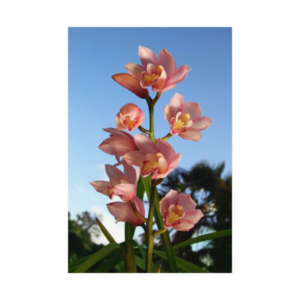 Pink Orchid Flowers Poster