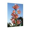 Pink Orchid Flowers Poster