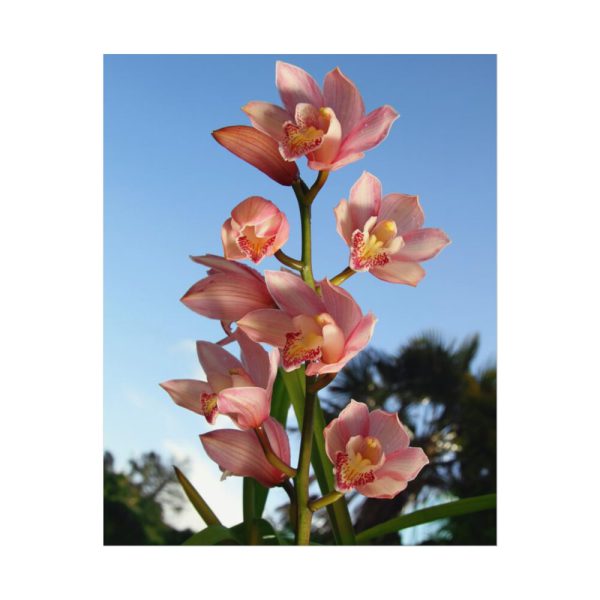 Pink Orchid Flowers Poster