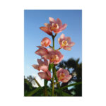Pink Orchid Flowers Poster - Image 266
