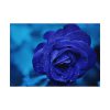 92408-112.jpg Blue Roses Poster