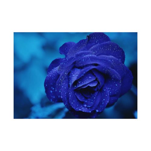 Blue Roses Poster