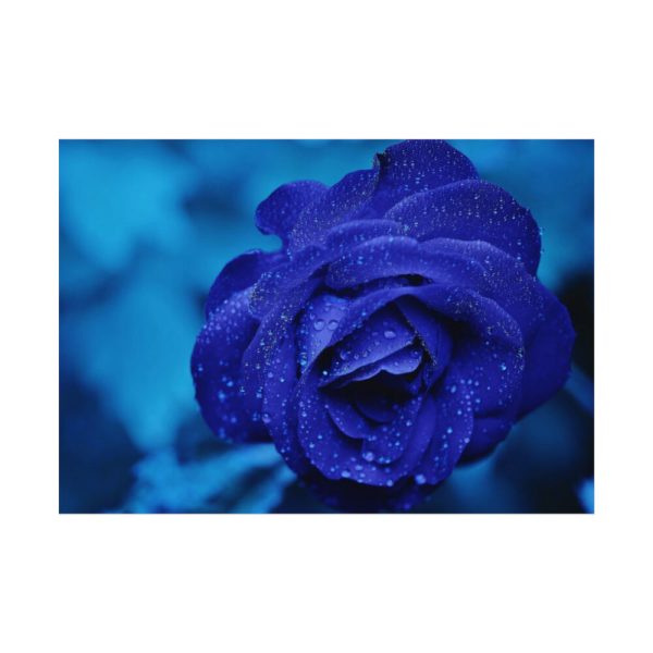 92408-112.jpg Blue Roses Poster