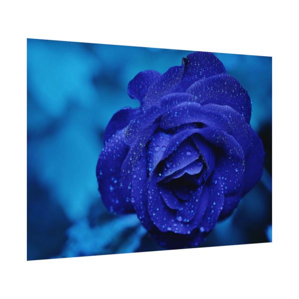 92408-114.jpg Blue Roses Poster