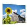 Sunflower and Farm Barn Poster
