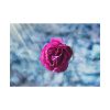 92408-120.jpg Garden Roses Poster