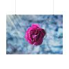 92408-121.jpg Garden Roses Poster