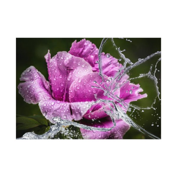 92408-124.jpg Rose Family Poster