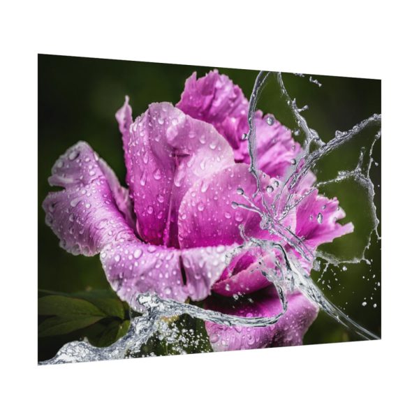 92408-126.jpg Rose Family Poster