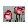 92408-141.jpg Red Oil Rose Poster