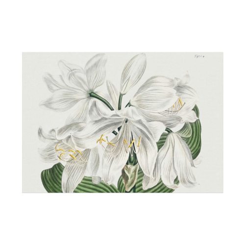 White Cape Coast Lily by Sydenham Edwards Poster