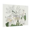 White Cape Coast Lily by Sydenham Edwards Poster