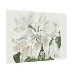 White Cape Coast Lily by Sydenham Edwards Poster - Image 3