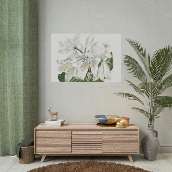 White Cape Coast Lily by Sydenham Edwards Poster