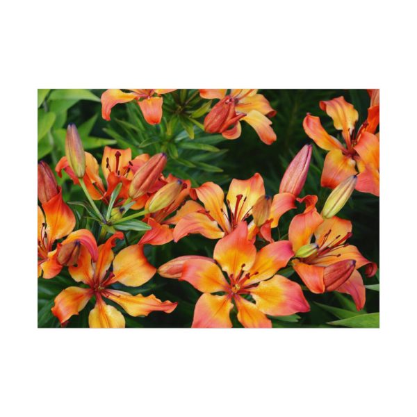 Orange Lily Poster