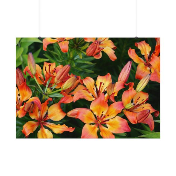 Orange Lily Poster