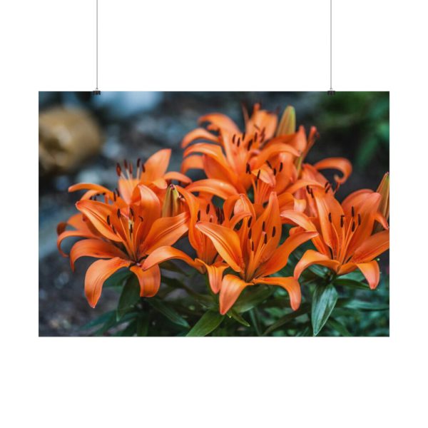 Orange Flower Poster