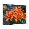 Orange Flower Poster