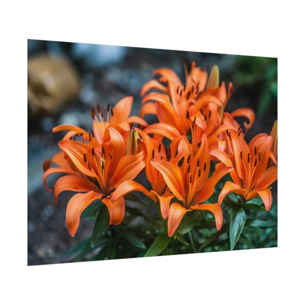 Orange Flower Poster