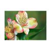 Lily of the Incas Poster