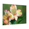 Lily of the Incas Poster