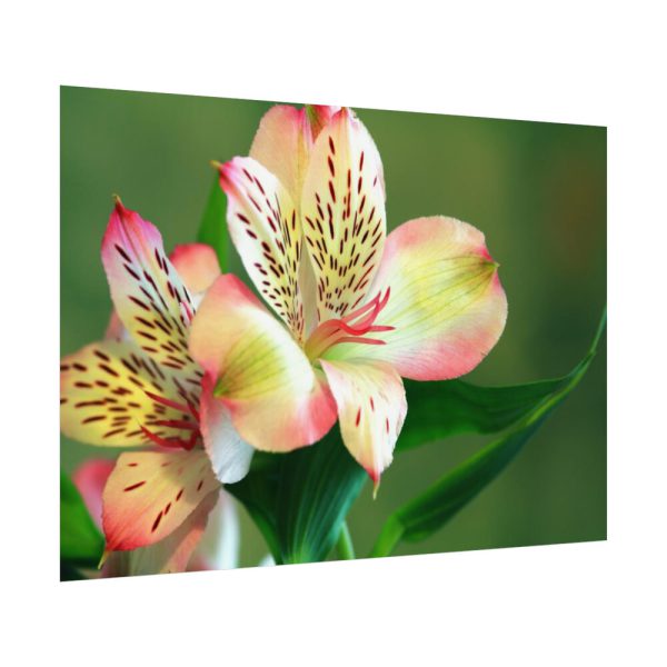 Lily of the Incas Poster
