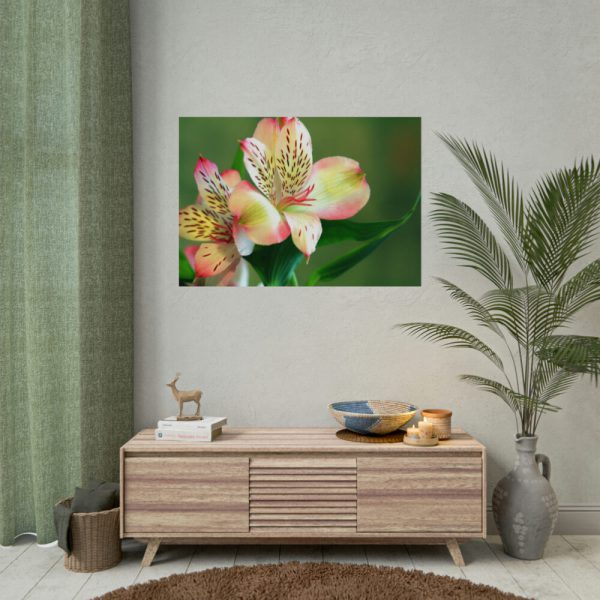 Lily of the Incas Poster